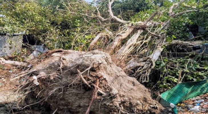 হরিরামপুরে কালবৈশাখী ঝড়ে লণ্ডভণ্ড দেড়শ বছরের বটগাছ