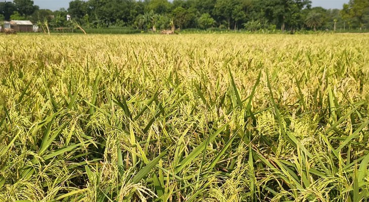  সরকারি প্রণোদনার ধান বীজে ভেজালের অভিযোগ, মেহেরপুরে দিশেহারা কৃষক