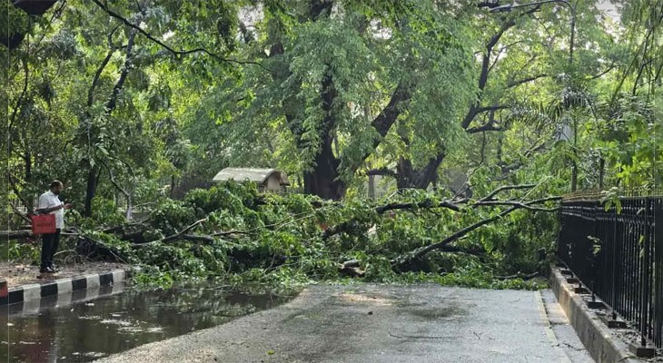 রাজধানীতে ঝড়ে গাছ ভেঙে সড়কে, অল্পের জন্য প্রাণে বাঁচলেন সিএনজি চালক