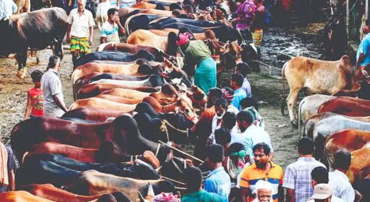 কোরবানির হাটে এবার দরপতন, রাজস্ব হারানোর শঙ্কায় চসিক