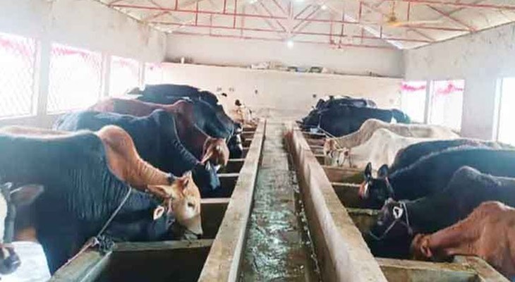 পাকুন্দিয়ায় কোরবানির জন্য প্রস্তুত ১৯ হাজারের বেশি পশু