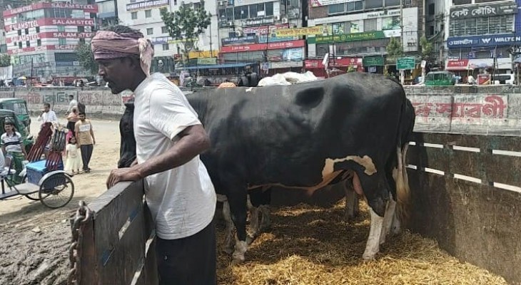 হাট থেকে গরু চুরি, কেন ঢাকায় আসবেন না ব্যাপারি সেলিম!