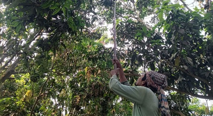 রাজশাহীতে শুরু হলো গুটি আম পাড়া