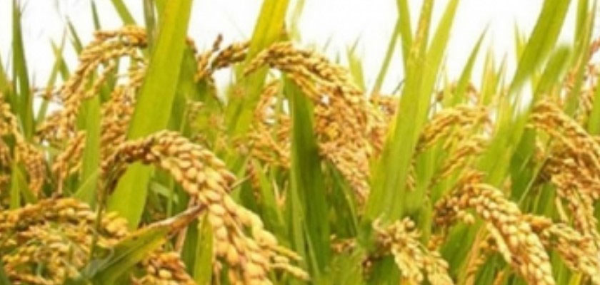BRRI-PAddy.jpg